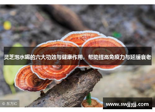 灵芝泡水喝的六大功效与健康作用，帮助提高免疫力与延缓衰老